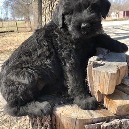Giant Schnauzer Puppies from Jordan Giant Schnauzers