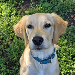 Apple - Golden Retriever