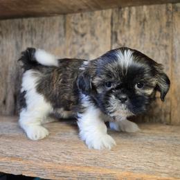 Beau - Brindle and white male Shih Tzu puppy in Mountain Grove, Missouri from Precious Puppies