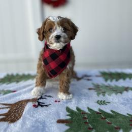 Everest - Red male Cavapoo puppy in Apopka, Florida from Rae Precious Puppies