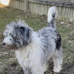 "Lucy (Destiny from the Patriotic litter)" Bordoodle Puppies from Brisby Bordoodles