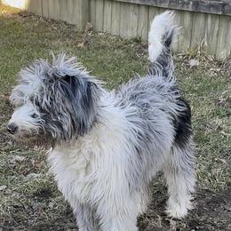 "Lucy (Destiny from the Patriotic litter)" Bordoodle Puppies from Brisby Bordoodles