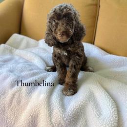 Thumbelina - Sable female Poodle puppy in Ellenburg Center, New York from Kristin's Puppies
