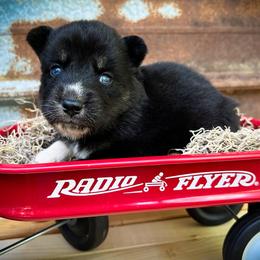 Dee - Black and white female Siberian Husky puppy in Union Grove, Alabama from Southern Siberian Life