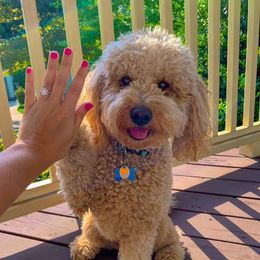 Goldendoodles from Kaosfarm Goldendoodles