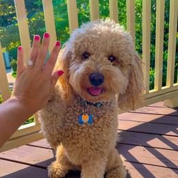 Goldendoodles from Kaosfarm Goldendoodles