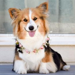 Roxie - Pembroke Welsh Corgi