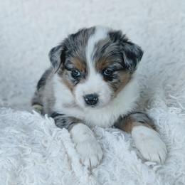 Boy 4 (Blue) - Blue merle male Australian Shepherd puppy in Yakima, Washington from Naches Heights Ranch
