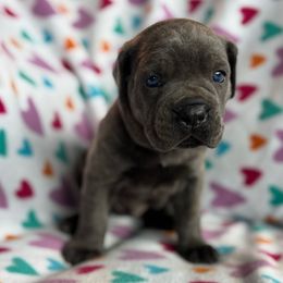 Brown collar - Gray male Cane Corso puppy in Tucson, Arizona from Cane Corso Friends