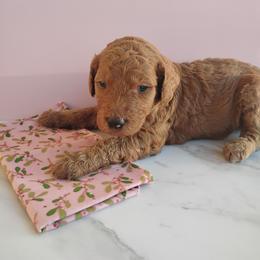 Lucy - Apricot female Goldendoodle puppy in Apache Junction, Arizona from Loving Doodle