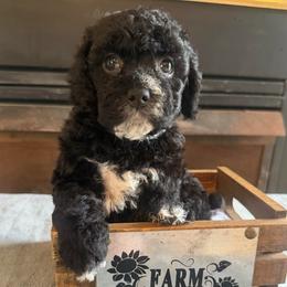 Leonora - Black female Cockapoo puppy in Connersville, Indiana from MoonShine Babies