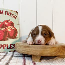 Fuji - Red tri-color female Australian Shepherd puppy in Kearney, Nebraska from Helix Aussies