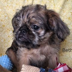 Beth - Belge female Brussels Griffon puppy in Independence, Kansas from Sunflower Brussels Griffon