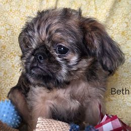 Beth - Belge female Brussels Griffon puppy in Independence, Kansas from Sunflower Brussels Griffon