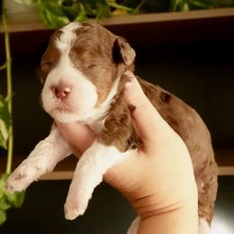 Dolly - Chocolate merle female Bernedoodle puppy in Ammon, Idaho from Little Stone Bernedoodles