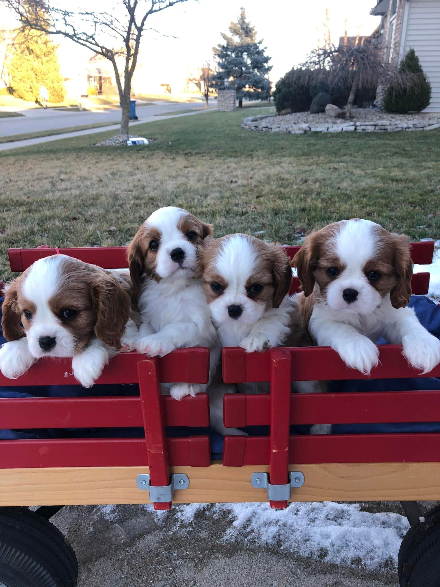 Stone Hedge Cavalier King Charles Spaniels