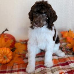 Carousel - Phantom male Poodle puppy in Lavonia, Georgia from Peach Blossom Kennels