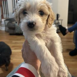 Orange - Parti male Goldendoodle puppy in Millville, New Jersey from Michelle's Doodles