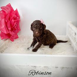 Robinson - Chocolate female Goldendoodle puppy in from Pink Poodles and Doodles