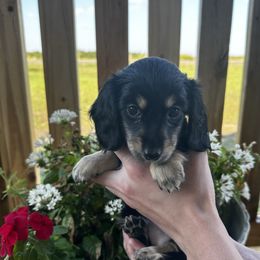 Girl 3 - Black Dachshund puppy in Texas from Texas Mini Dachs