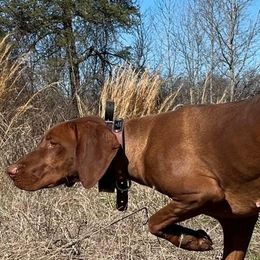 Vizslas from PRP Vizslas