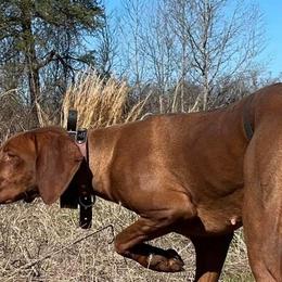 Vizslas from PRP Vizslas