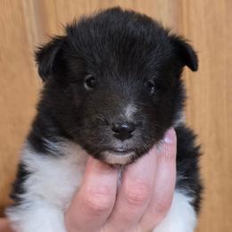 Crew - Black and white male Shetland Sheepdog puppy in Luray, Missouri from Krayola Shelties