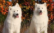Two Samoyeds in the autumn leaves