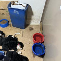 Carmel - Black rust and white female Bernese Mountain Dog puppy in Strasburg, Ohio from Lois Allison