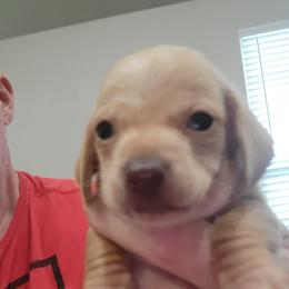 ALBERT - Red male Dachshund puppy in Paradise, Texas from C and J Minis
