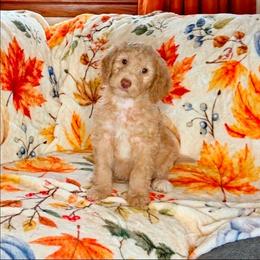 Pumpkin - Fawn and white male Sheepadoodle puppy in Austin, Texas from Darling Doodles