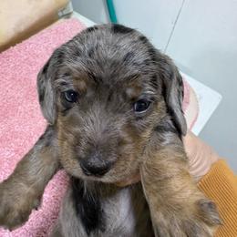 Dapple girl AKC - Dapple female Dachshund puppy in Fayetteville, Pennsylvania from PA's Darling Doxies