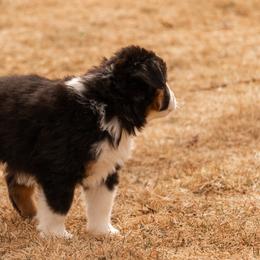 Miniature American Shepherd and Miniature Australian Shepherd Puppies from Bellewynd Acres