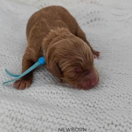 Tater - Red  male Goldendoodle puppy in New Harmony, Indiana from Cottonwood Farms