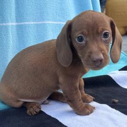 Boy 2 - Red male Dachshund puppy in Mulberry, Florida from J's Mini Dachshunds