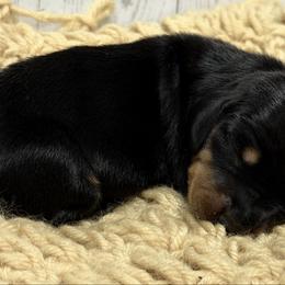 Ki - Black and tan male Dachshund puppy in Greenup, Kentucky from Tygart Creek Dachshunds