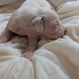 Lip - Harlequin male Great Dane puppy in Mineola, Texas from RC Ranch Great Danes And Cane Corsos