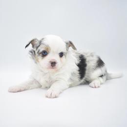 Hopper - Merle male Chihuahua puppy in Bulls Gap, Tennessee from Smokey Mountain Chihuahuas