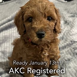 Buddy - Red  Poodle puppy in Houston (Rosenberg Area), Texas from Danielle's Poodles