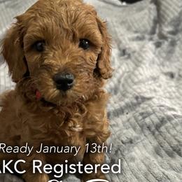 Buddy - Red  Poodle puppy in Houston (Rosenberg Area), Texas from Danielle's Poodles