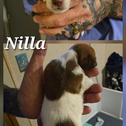Nilla - Piebald female Dachshund puppy in New Caney, Texas from BouncinMiniWeenies