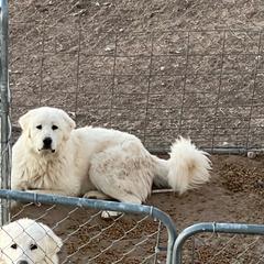 Boy red collar - White Colorado Mountain Dog puppy in Elizabeth, Colorado from Blessings Acres Farm