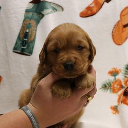 Spur - Dark golden male Golden Retriever puppy in New Weston, Ohio from Bertke AKC Golden Retrievers and Bernese Mountain Dogs