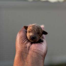 Pecan - Red  female Poodle puppy in Deltona, Florida from Poodles by CNC