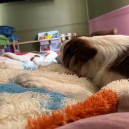 Border Collie puppies from Phantom Border Collies