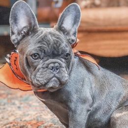 Australian Cattle Dogs and French Bulldogs from HM Kennels