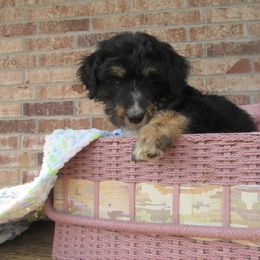 Aussiedoodle, Australian Shepherd, and Poodle Puppies from Kay Kay's Pupper Patch