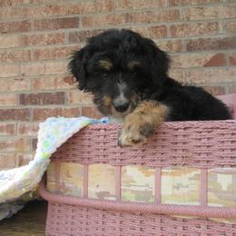 Aussiedoodle, Australian Shepherd, and Poodle Puppies from Kay Kay's Pupper Patch