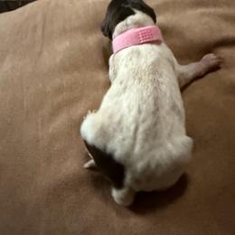 Pink Girl - White and liver female German Shorthaired Pointer puppy in Alba, Texas from Ballard Gun Dogs