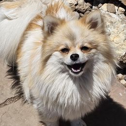 Avery - Pomeranian